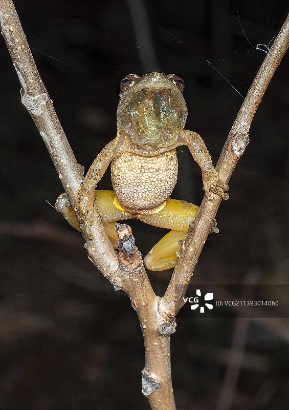 春季鸣蛙图片素材