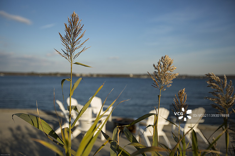 海岸边的植物图片素材