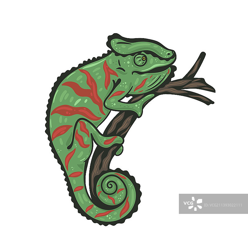 变色龙栖息在白色背景的树枝上图片素材