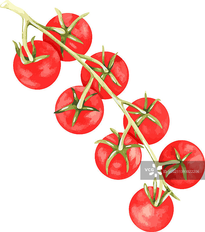 圣女果图片素材