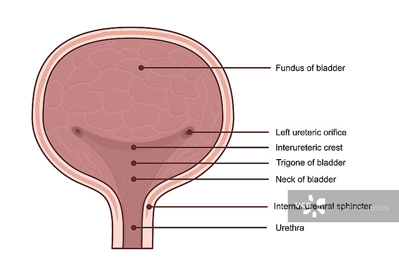 膀胱解剖医学图图片素材