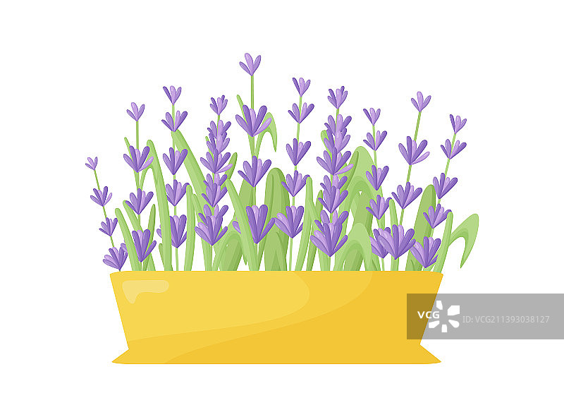 陶瓷盆栽中的薰衣草图片素材