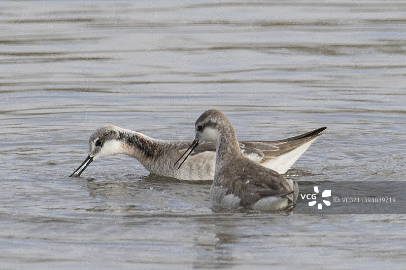 一对威尔逊瓣蹼鹬图片素材