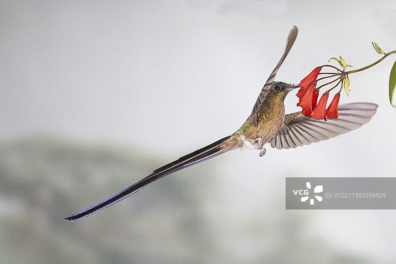 紫尾蜂鸟雄鸟在花上觅食图片素材