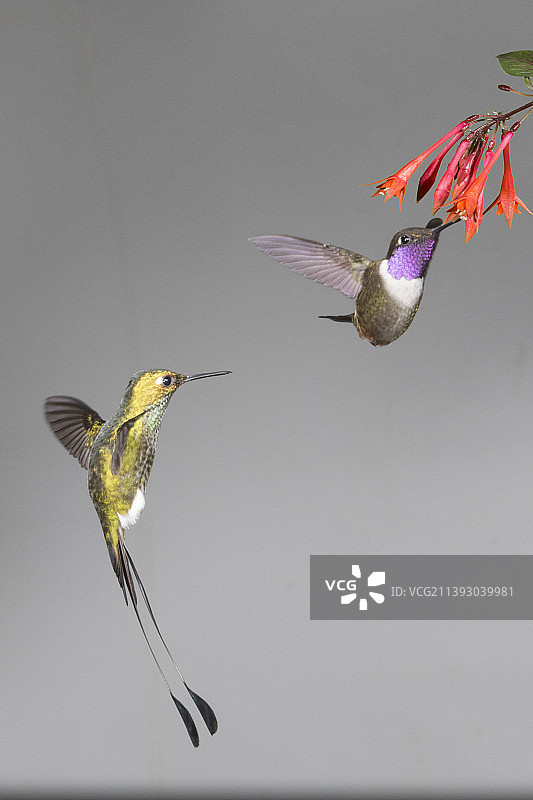 紫喉蜂鸟与长尾蜂鸟图片素材