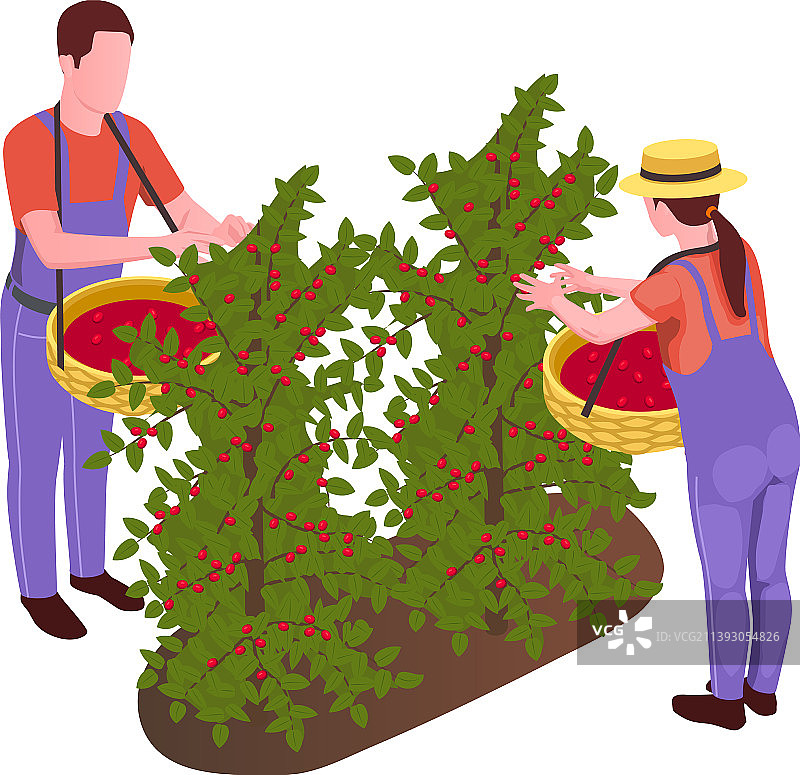 咖啡采摘图标图片素材