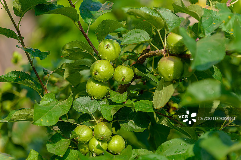 阳光下果树上挂满水珠的青苹果图片素材