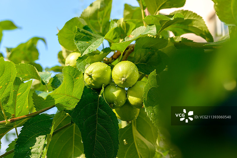 阳光下挂满水珠的梨图片素材