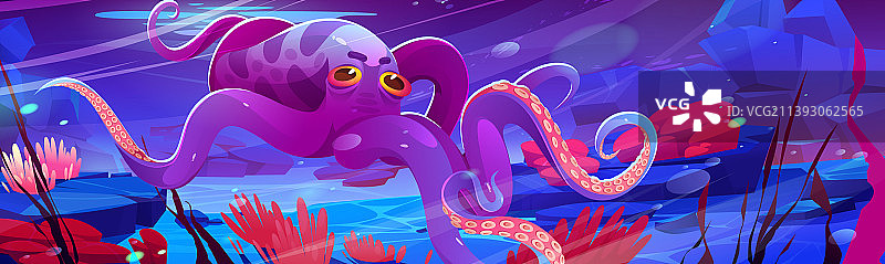 粉色皮肤的水下章鱼图片素材