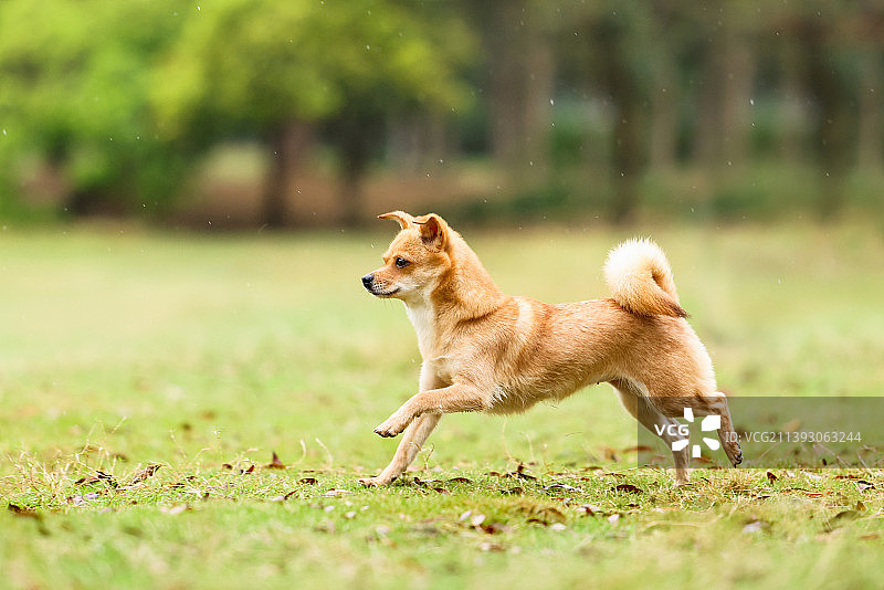 户外嬉戏的中华田园犬图片素材