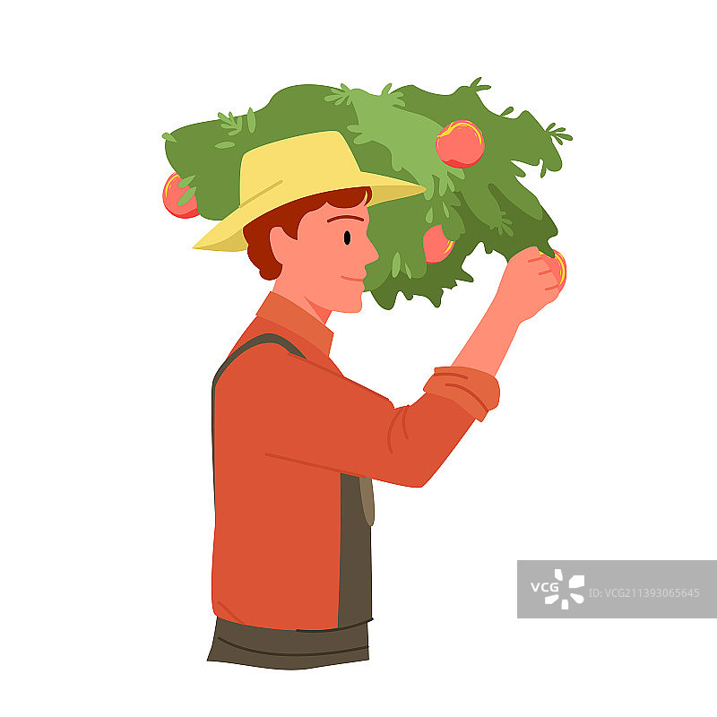 农民从树枝上采摘苹果图片素材