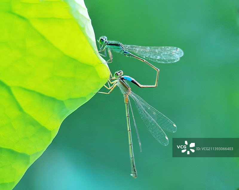 豆娘.夏日清凉图片素材