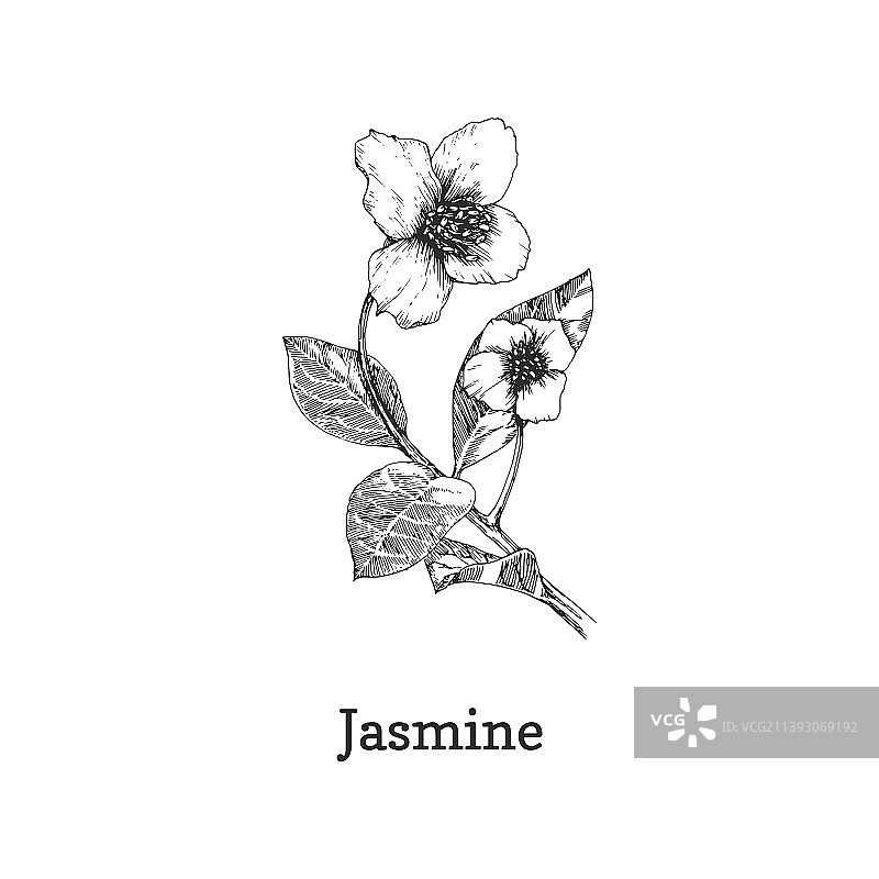 茉莉花枝素描图片素材