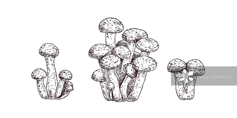 手绘蜜环菌图片素材