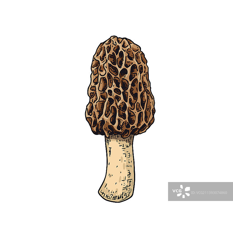 手绘羊肚菌图片素材