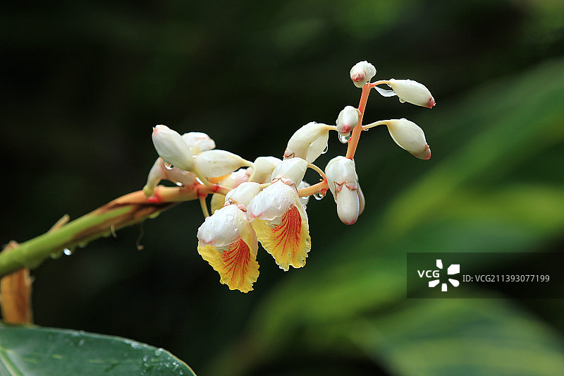 花叶艳山姜图片素材