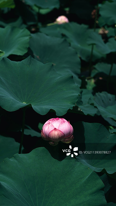 夏日荷花图片素材