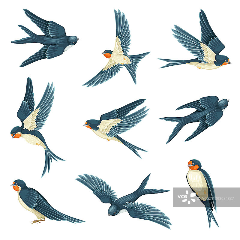 长尾燕雀图片素材