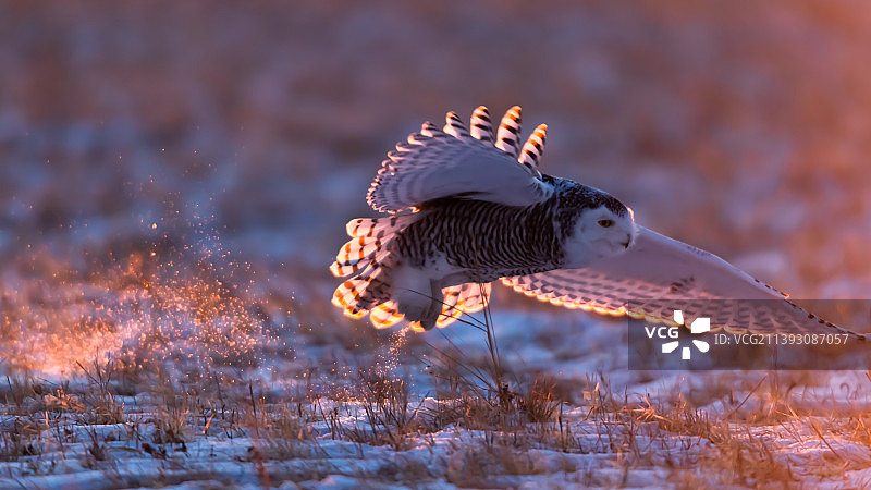 雪鸮捕食逆光照图片素材