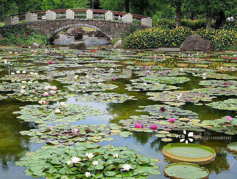 Monet莫奈风睡莲池1图片素材