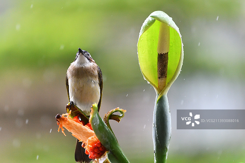 雨中的白头鹎图片素材