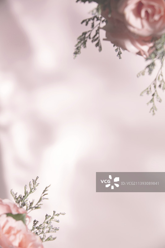 粉红色玫瑰花背景图片素材