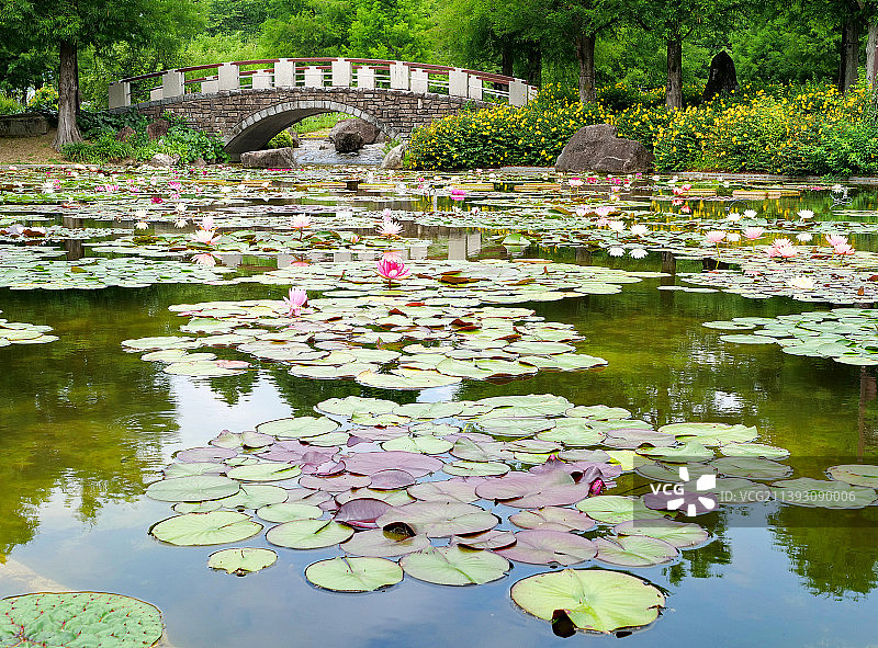 Monet莫奈风睡莲池3图片素材