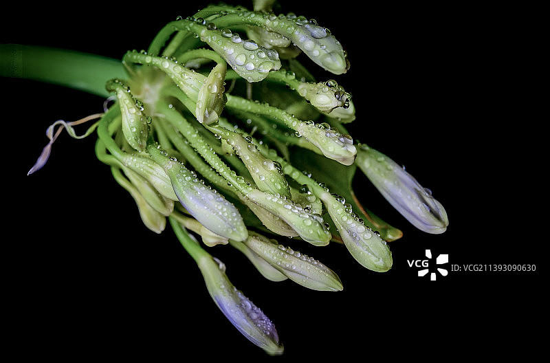 雨后百子莲图片素材