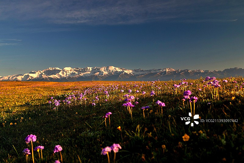 花开时节图片素材