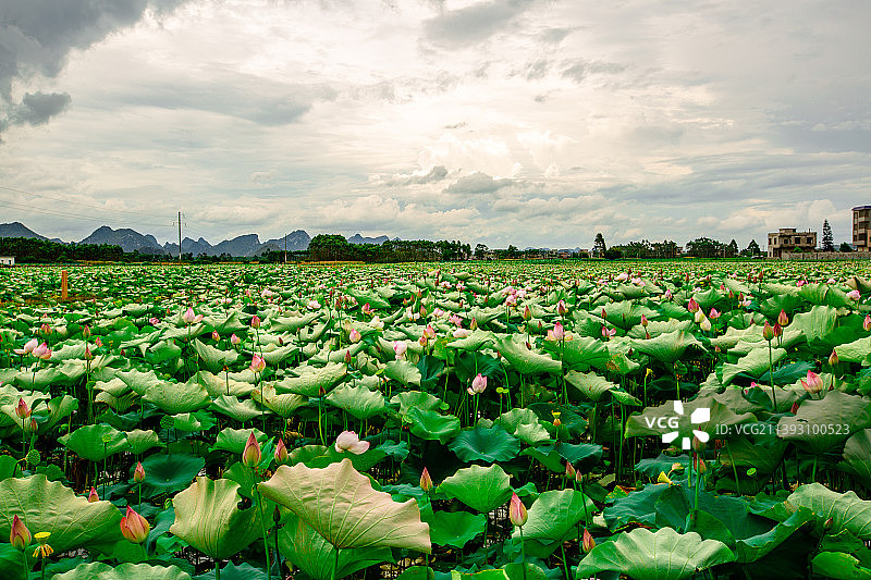 《荷花》图片素材