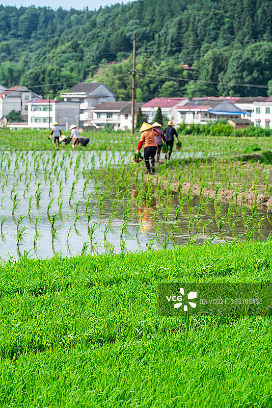 农民手提水稻秧苗图片素材