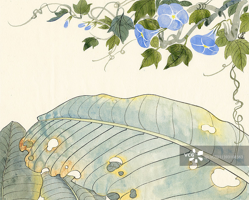 芭蕉叶和喇叭花图片素材