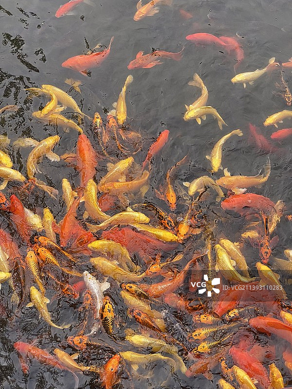 苔花如米小，也学牡丹开图片素材