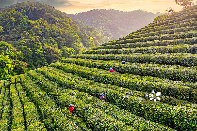 航拍浙江杭州狮峰山茶园风光图片素材