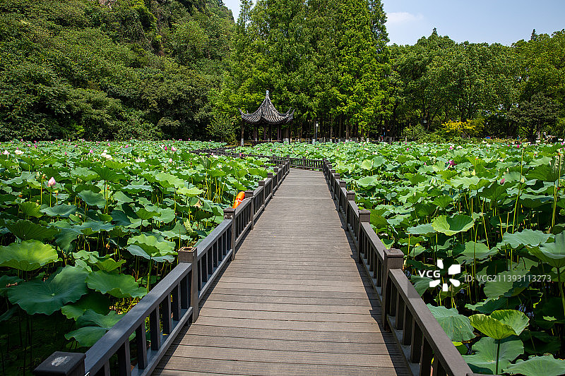 苏州园林昆山亭林园夏日风光图片素材
