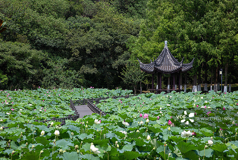 苏州园林昆山亭林园夏日风光图片素材