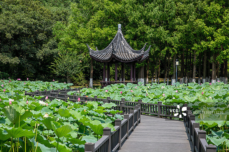 苏州园林昆山亭林园夏日风光图片素材