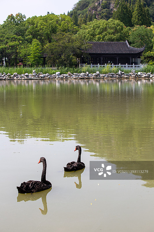 苏州园林昆山亭林园夏日风光图片素材