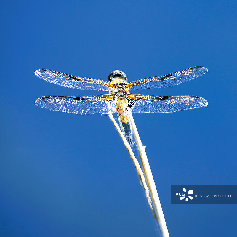 仰视蓝天下的蜻蜓图片素材