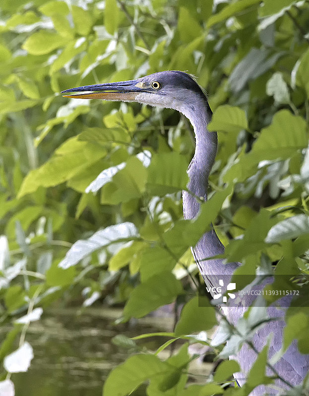 捷克共和国树枝上的苍鹭特写图片素材
