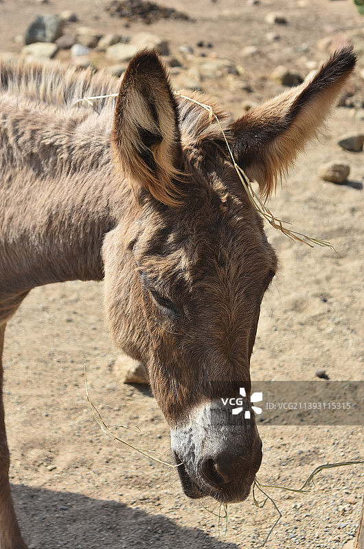 耳朵上叼着干草的蓬松棕色驴子图片素材
