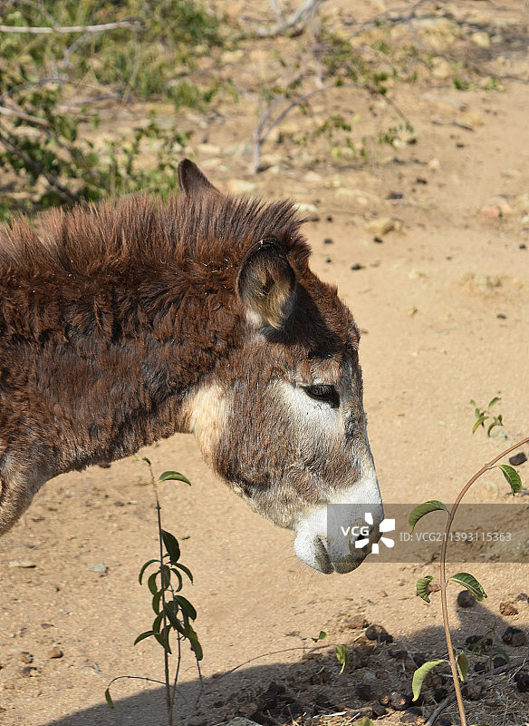 阿鲁巴的野生棕色普罗旺斯驴图片素材