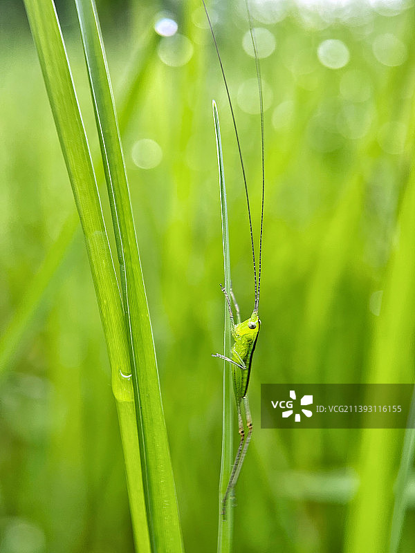螽斯图片素材