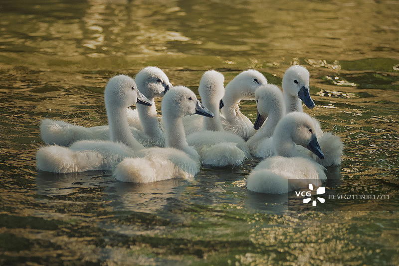 伊利诺伊州绍姆堡湖中天鹅高角度视图，美国图片素材