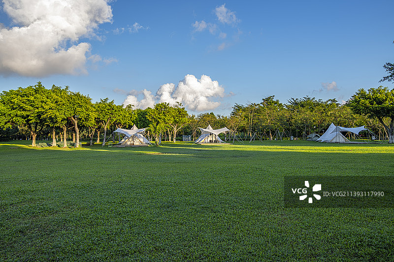 清晨公园的绿色大草地图片素材
