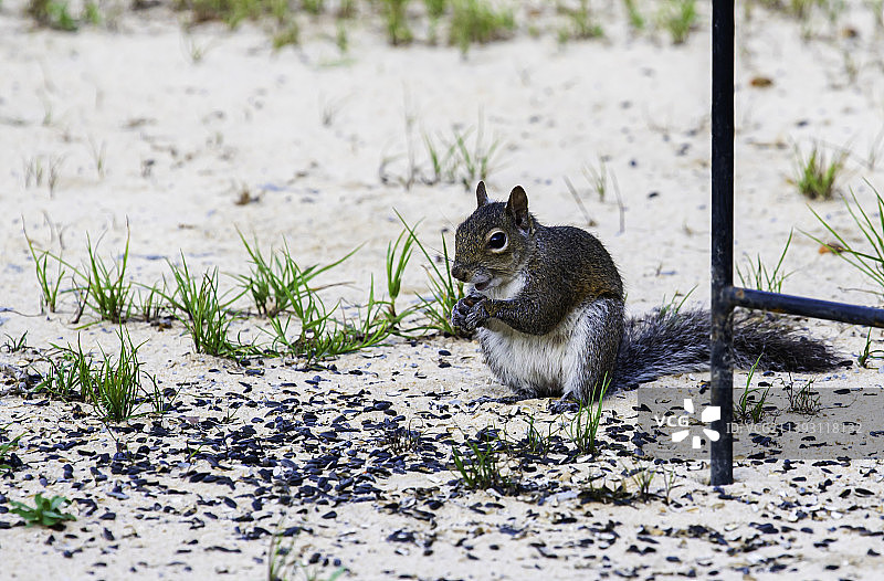 美国灰色红松鼠特写图片素材