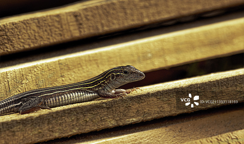 美国木头上的蜥蜴特写图片素材