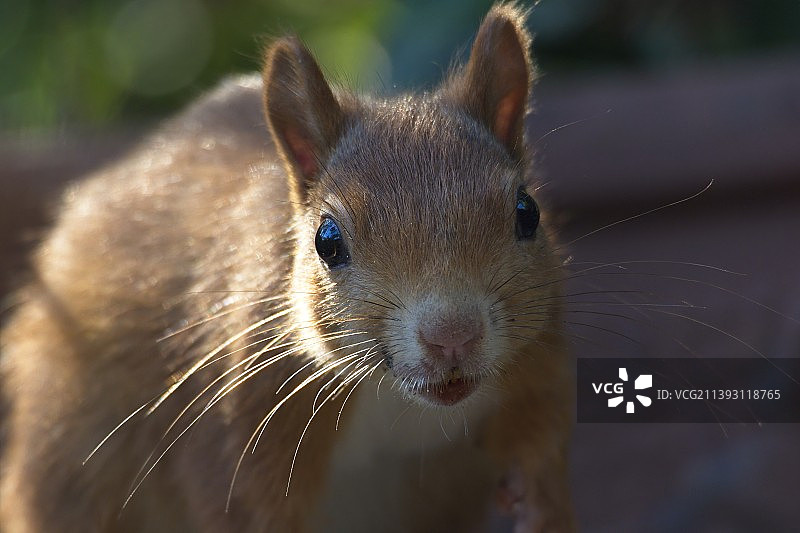 德国，小鼠特写肖像图片素材