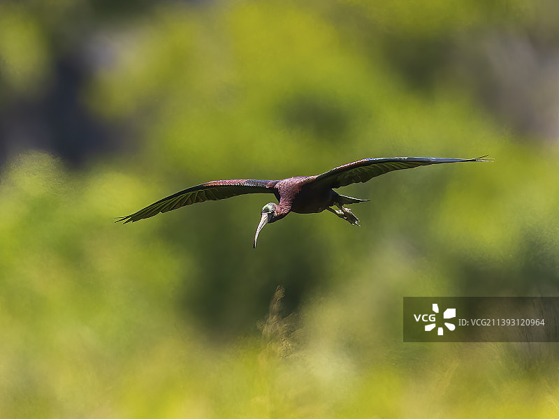 在佐治亚州麦金托什县飞行的彩鹮四分之三角度视图图片素材