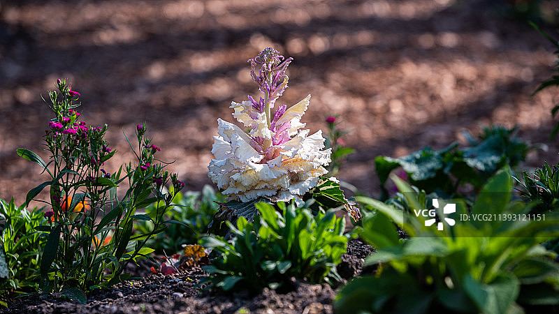 紫色开花植物田野特写，法国万森图片素材